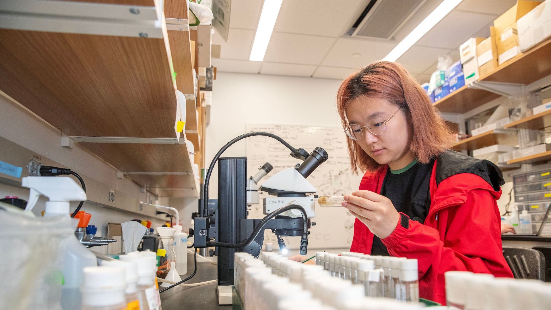 Neuroscience major Yiwen Su ’26 conducts research on the neural mechanisms of sleep by examining fruit flies under a microscope in Professor Chris Vecsey’s lab at Skidmore College, with an emphasis on circadian rhythms and octopamine neuron pathways.