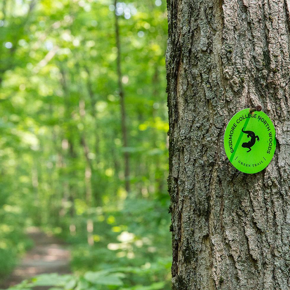 A tree trunk with a Skidmore North Woods trail marker on it and woods in the background