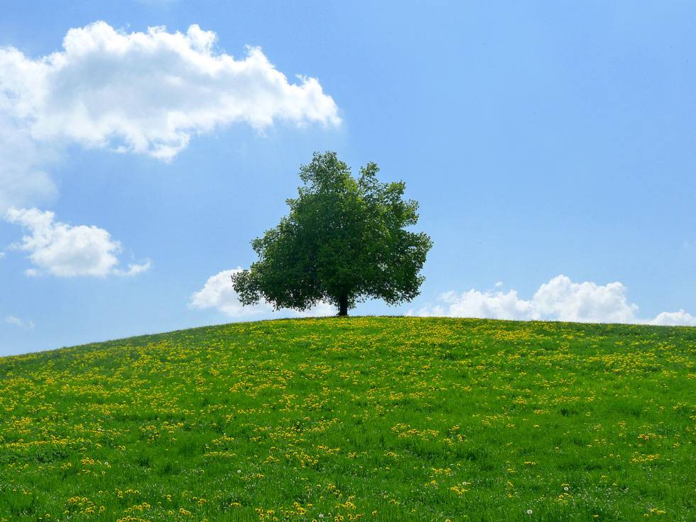 A tree stands tall on a grassy hill in Switzerland with a bright blue sky and a few white clouds in the background.
