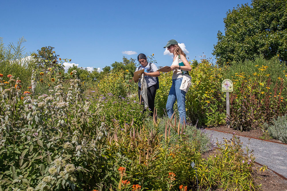 Students take notes on native plants in a pollinator garden