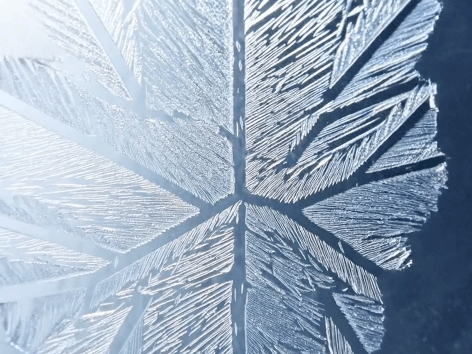 Microscopic image of a snowflake